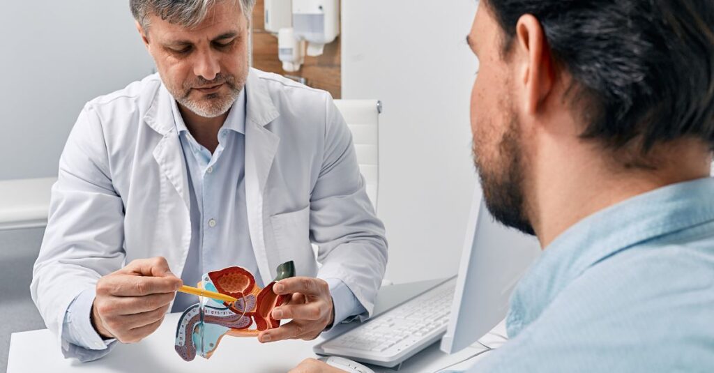 Dr. shows male patient the male urinary tract, specifically the prostate